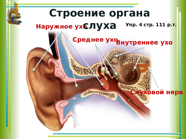 Строение органа слуха Упр. 4 стр. 111 р.т. Наружное ухо Среднее ухо Внутреннее ухо Слуховой нерв 