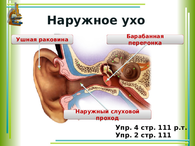 Наружное ухо Ушная раковина Барабанная перепонка Наружный слуховой проход Упр. 4 стр. 111 р.т. Упр. 2 стр. 111 