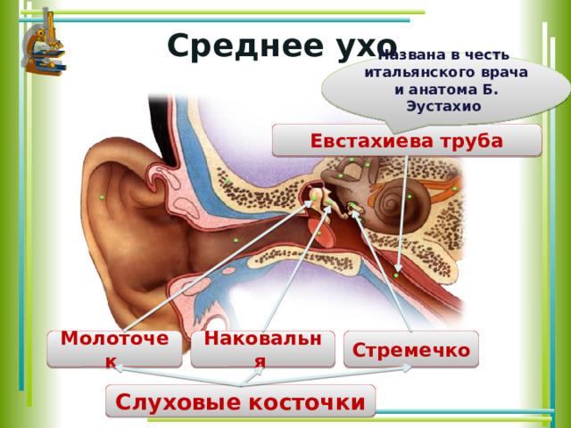 Среднее ухо Названа в честь итальянского врача и анатома Б. Эустахио  Евстахиева труба Стремечко Наковальня  Молоточек  Слуховые косточки 