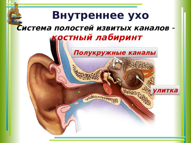 Внутреннее ухо Система полостей извитых каналов   костный лабиринт Полукружные каналы улитка 