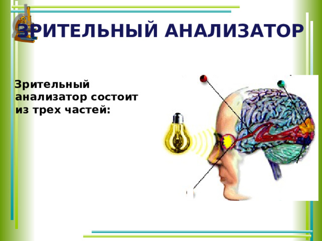 Зрительный анализатор    Зрительный анализатор состоит из трех частей:  