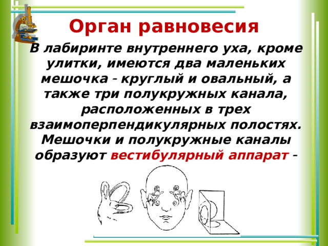 Орган равновесия В лабиринте внутреннего уха, кроме улитки, имеются два маленьких мешочка  круглый и овальный, а также три полукружных канала, расположенных в трех взаимоперпендикулярных полостях. Мешочки и полукружные каналы образуют вестибулярный аппарат  орган равновесия. 