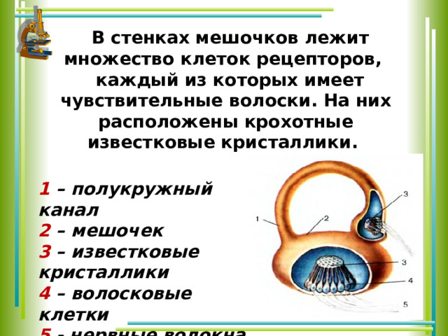 В стенках мешочков лежит множество клеток рецепторов, каждый из которых имеет чувствительные волоски. На них расположены крохотные известковые кристаллики. 1 – полукружный канал 2 – мешочек 3 – известковые кристаллики 4 – волосковые клетки 5 - нервные волокна 