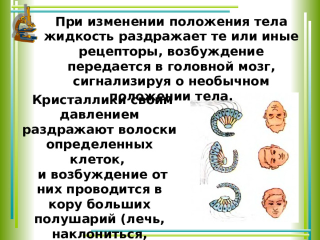 При изменении положения тела жидкость раздражает те или иные рецепторы, возбуждение передается в головной мозг, сигнализируя о необычном положении тела. Кристаллики своим давлением раздражают волоски определенных клеток, и возбуждение от них проводится в кору больших полушарий (лечь, наклониться, встать). 
