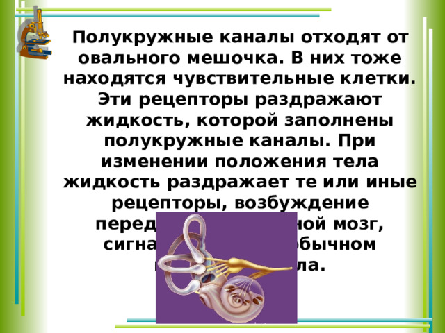 Полукружные каналы отходят от овального мешочка. В них тоже находятся чувствительные клетки. Эти рецепторы раздражают жидкость, которой заполнены полукружные каналы. При изменении положения тела жидкость раздражает те или иные рецепторы, возбуждение передается в головной мозг, сигнализируя о необычном положении тела. 