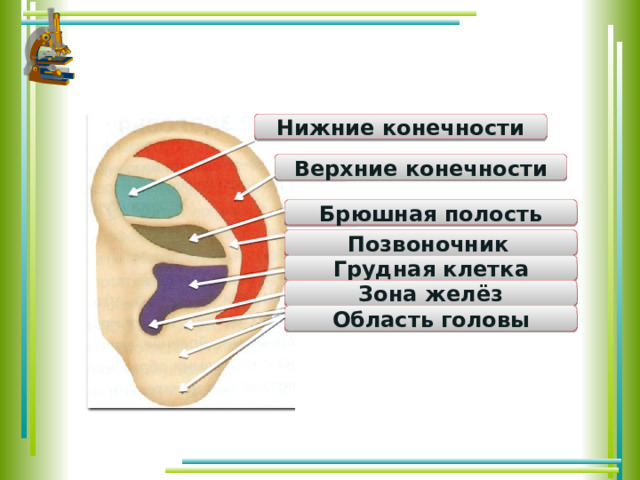 Нижние конечности Верхние конечности Брюшная полость Позвоночник  Грудная клетка Зона желёз Область головы 