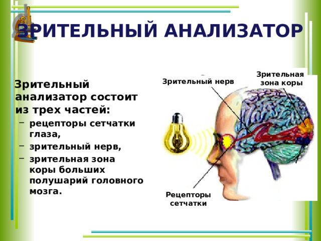 Зрительный анализатор Зрительная  зона коры Зрительный нерв  Зрительный анализатор состоит из трех частей: рецепторы сетчатки глаза, зрительный нерв, зрительная зона коры больших полушарий головного мозга. рецепторы сетчатки глаза, зрительный нерв, зрительная зона коры больших полушарий головного мозга. Рецепторы сетчатки 