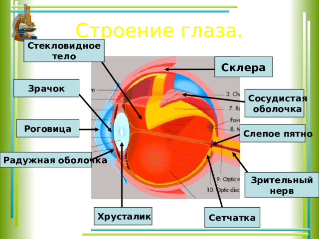 Строение глаза. Стекловидное тело Склера Зрачок Сосудистая оболочка Роговица Слепое пятно Радужная оболочка Зрительный нерв Хрусталик Сетчатка 