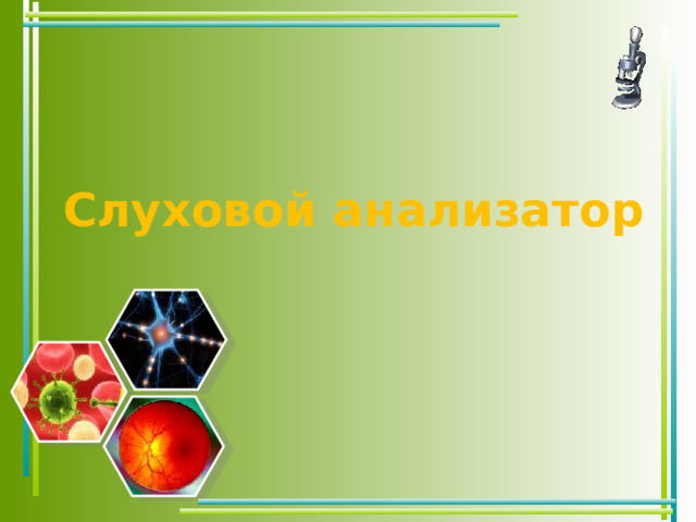 Слуховой анализатор 