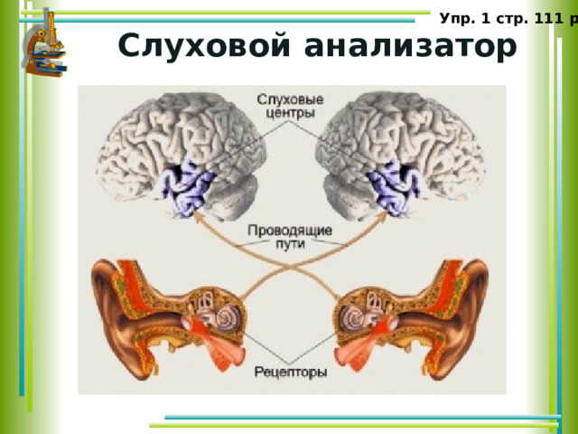 Упр. 1 стр. 111 р.т. Слуховой анализатор 