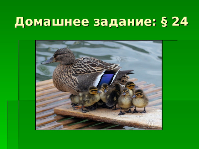 Домашнее задание: § 24 
