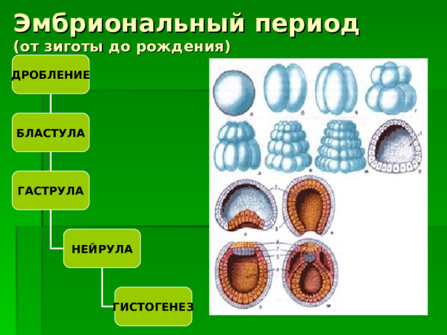 Эмбриональный период  (от зиготы до рождения) ДРОБЛЕНИЕ БЛАСТУЛА ГАСТРУЛА НЕЙРУЛА ГИСТОГЕНЕЗ 