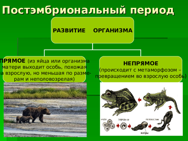 Постэмбриональный период РАЗВИТИЕ ОРГАНИЗМА ПРЯМОЕ  (из яйца или организма матери выходит особь, похожая на взрослую, но меньшая по разме- рам и неполовозрелая) НЕПРЯМОЕ ( происходит с метаморфозом – превращением во взрослую особь ) 