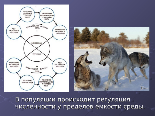  В популяции происходит регуляция численности у пределов емкости среды. 