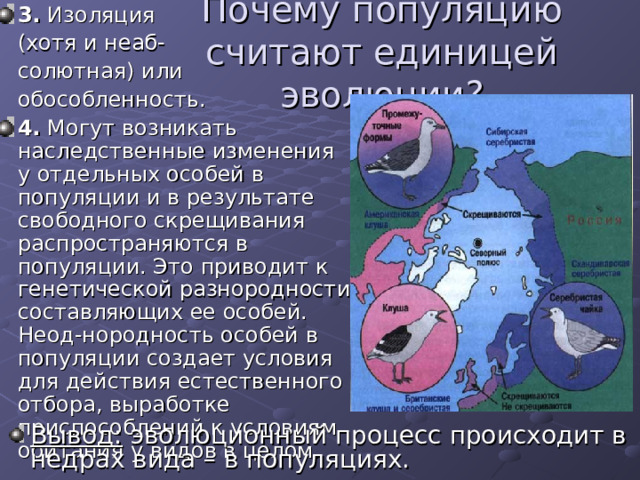 Почему популяцию считают единицей эволюции? 3. Изоляция  (хотя и неаб-  солютная) или  обособленность. 4. Могут возникать наследственные изменения у отдельных особей в популяции и в результате свободного скрещивания распространяются в популяции. Это приводит к генетической разнородности составляющих ее особей. Неод-нородность особей в популяции создает условия для действия естественного отбора, выработке приспособлений к условиям обитания у видов в целом. Вывод: эволюционный процесс происходит в недрах вида – в популяциях. 