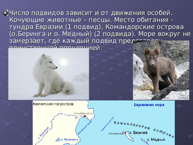 Число подвидов зависит и от движения особей. Кочующие животные – песцы. Место обитания - тундра Евразии (1 подвид), Командорские острова (о.Беринга и о. Медный) (2 подвида). Море вокруг не замерзает, где каждый подвид представлен единственной популяцией. 