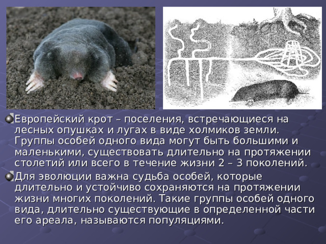 Европейский крот – поселения, встречающиеся на лесных опушках и лугах в виде холмиков земли. Группы особей одного вида могут быть большими и маленькими, существовать длительно на протяжении столетий или всего в течение жизни 2 – 3 поколений. Для эволюции важна судьба особей, которые длительно и устойчиво сохраняются на протяжении жизни многих поколений. Такие группы особей одного вида, длительно существующие в определенной части его ареала, называются популяциями. 