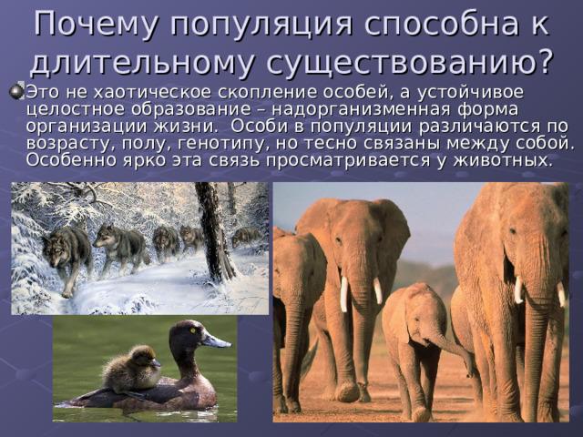 Почему популяция способна к длительному существованию? Это не хаотическое скопление особей, а устойчивое целостное образование – надорганизменная форма организации жизни. Особи в популяции различаются по возрасту, полу, генотипу, но тесно связаны между собой. Особенно ярко эта связь просматривается у животных. 