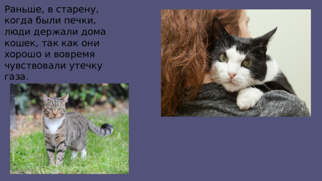 Раньше, в старену, когда были печки, люди держали дома кошек, так как они хорошо и вовремя чувствовали утечку газа. 