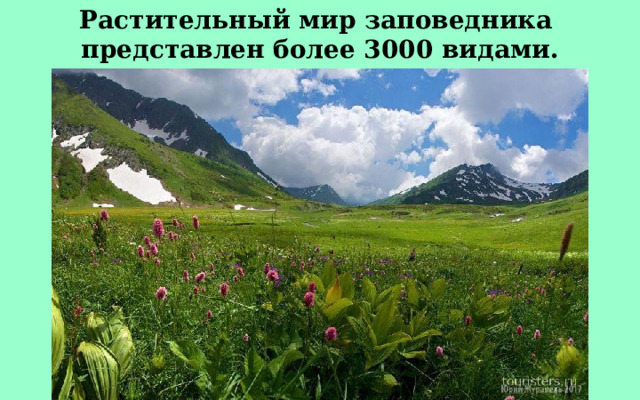 Растительный мир заповедника представлен более 3000 видами. 