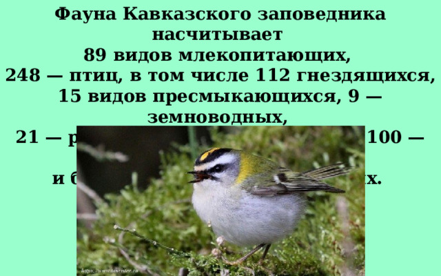 Фауна Кавказского заповедника насчитывает 89 видов млекопитающих, 248 — птиц, в том числе 112 гнездящихся, 15 видов пресмыкающихся, 9 — земноводных, 21 — рыб, 1 — круглоротых, более 100 — моллюсков и более чем 10000 — насекомых.  