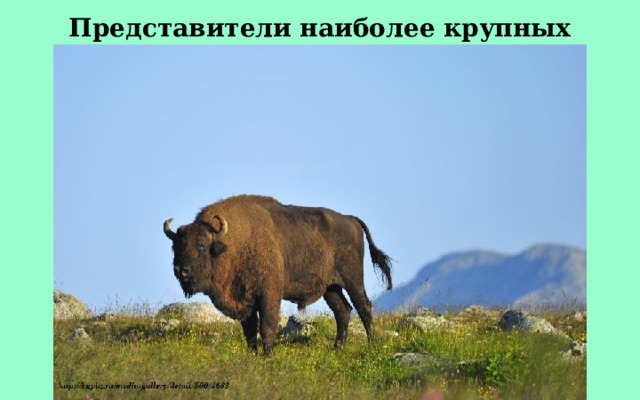 Представители наиболее крупных животных — зубр. 