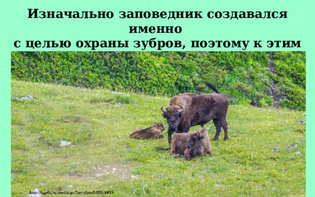 Изначально заповедник создавался именно с целью охраны зубров, поэтому к этим животным здесь относятся особенно трепетно. 