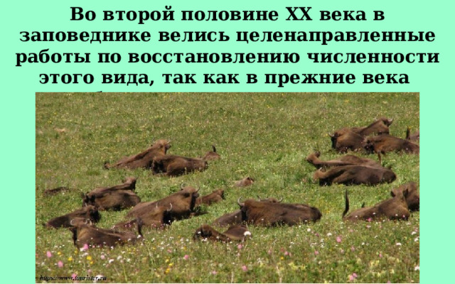 Во второй половине XX века в заповеднике велись целенаправленные работы по восстановлению численности этого вида, так как в прежние века он был практически полностью истреблен. 