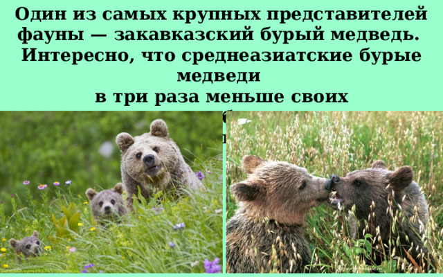 Один из самых крупных представителей фауны — закавказский бурый медведь. Интересно, что среднеазиатские бурые медведи в три раза меньше своих дальневосточных собратьев, но в силе и ловкости они ничуть им не уступают. 
