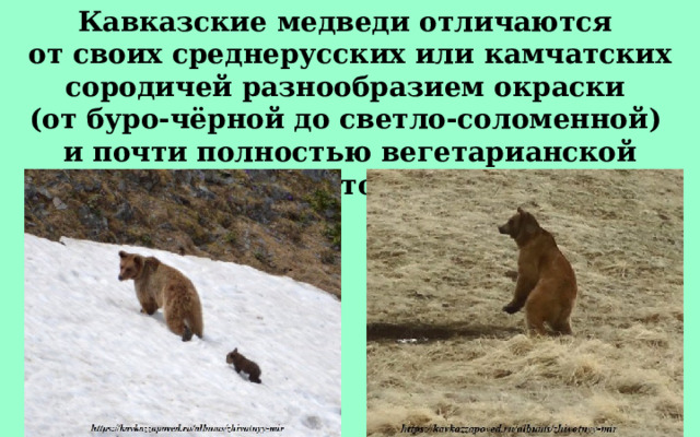 Кавказские медведи отличаются от своих среднерусских или камчатских сородичей разнообразием окраски (от буро-чёрной до светло-соломенной) и почти полностью вегетарианской диетой.  