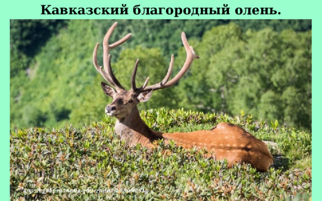 Кавказский благородный олень. 