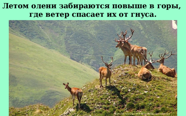 Летом олени забираются повыше в горы, где ветер спасает их от гнуса. 