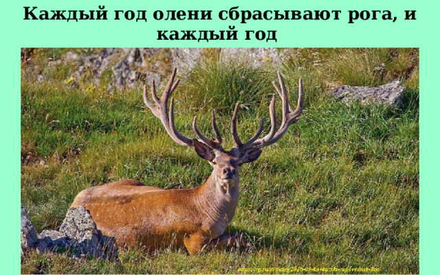 Каждый год олени сбрасывают рога, и каждый год на новых рогах вырастает на один отросток больше. 