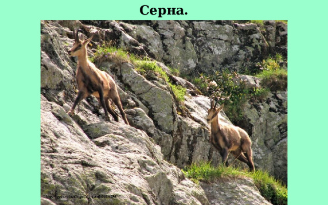 Серна. 