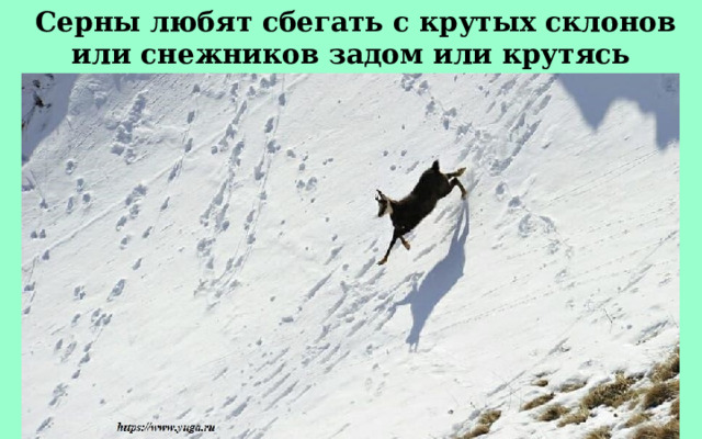   Серны любят сбегать с крутых склонов или снежников задом или крутясь волчком. 