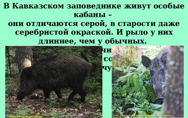В Кавказском заповеднике живут особые кабаны – они отличаются серой, в старости даже серебристой окраской. И рыло у них длиннее, чем у обычных. К сожалению, их численность в последние годы резко сократилась из-за эпидемии чумы.  