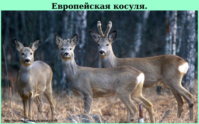 Европейская косуля. 