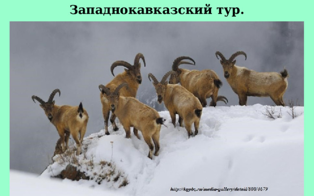 Западнокавказский тур. 