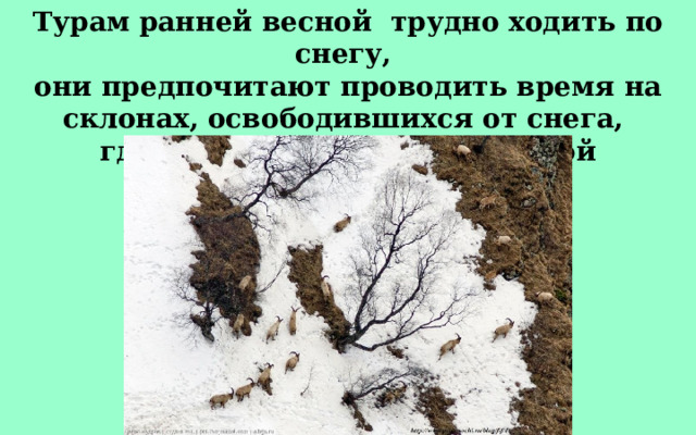 Турам ранней весной трудно ходить по снегу, они предпочитают проводить время на склонах, освободившихся от снега, где можно подкрепиться сухой прошлогодней травой. 