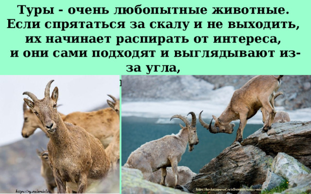Туры - очень любопытные животные. Если спрятаться за скалу и не выходить, их начинает распирать от интереса, и они сами подходят и выглядывают из-за угла, делая при этом умильные морды. 