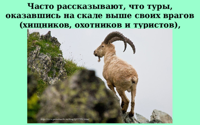 Часто рассказывают, что туры, оказавшись на скале выше своих врагов (хищников, охотников и туристов), скидывают на них камни.  