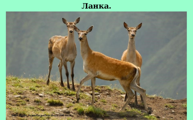 Ланка. 