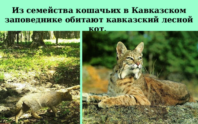 Из семейства кошачьих в Кавказском заповеднике обитают кавказский лесной кот.  