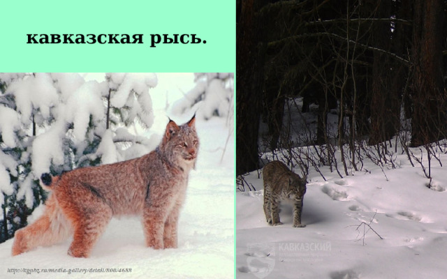 кавказская рысь. 