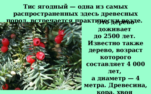 Тис ягодный — одна из самых распространенных здесь древесных пород, встречается практически везде. Это дерево доживает до 2500 лет. Известно также дерево, возраст которого составляет 4 000 лет, а диаметр — 4 метра. Древесина, кора, хвоя и семена этого дерева ядовиты для человека и некоторых животных.  