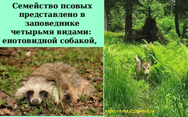 Семейство псовых представлено в заповеднике четырьмя видами:  енотовидной собакой,   шакалом, 