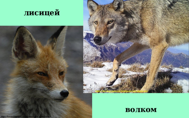   лисицей волком 
