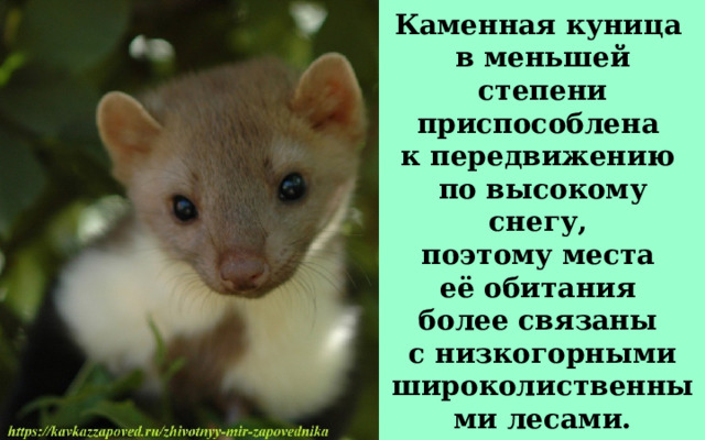 Каменная куница в меньшей степени приспособлена к передвижению по высокому снегу, поэтому места её обитания более связаны с низкогорными широколиственными лесами. 