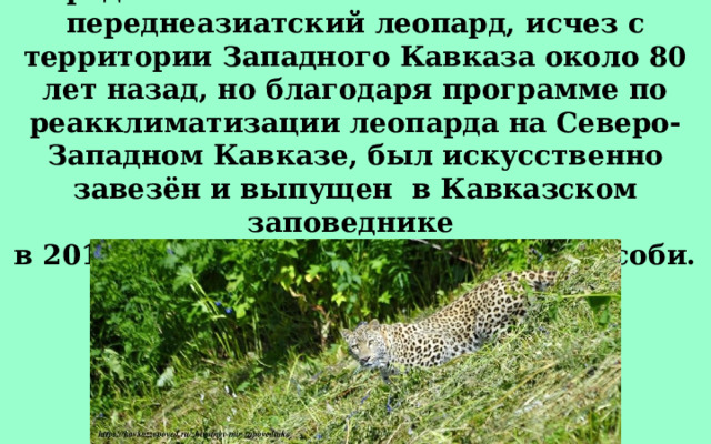 Представитель семейства кошачьих —переднеазиатский леопард, исчез с территории Западного Кавказа около 80 лет назад, но благодаря программе по реакклиматизации леопарда на Северо-Западном Кавказе, был искусственно завезён и выпущен  в Кавказском заповеднике в 2016 – 2018 годах числом четыре особи. 
