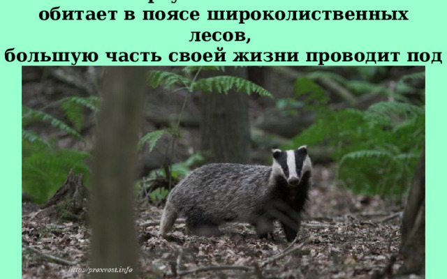Барсук кавказский обитает в поясе широколиственных лесов, большую часть своей жизни проводит под землей. 